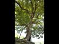 월계리 느티나무 썸네일 이미지
