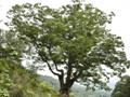 용호리 느티나무 썸네일 이미지