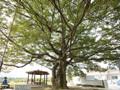 도암리 느티나무 썸네일 이미지