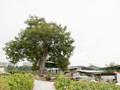 옥율리 느티나무 썸네일 이미지