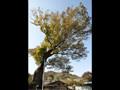 월명리 느티나무 썸네일 이미지