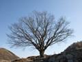 파천리 느티나무 썸네일 이미지