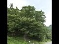 사등리 느티나무 썸네일 이미지