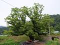 희곡리 느티나무 썸네일 이미지