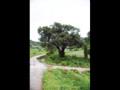 황항리 느티나무 썸네일 이미지