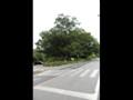 장전리 느티나무 썸네일 이미지