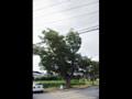 삼락동 느티나무 썸네일 이미지