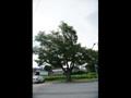 삼락동 느티나무 썸네일 이미지