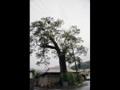 백옥동 회화나무 썸네일 이미지