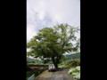 송곡리 느티나무 썸네일 이미지