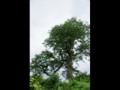 동좌리 느티나무 썸네일 이미지
