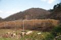 4월의 오미자 밭 전경 썸네일 이미지